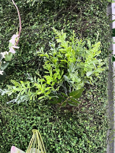 (SM) Flora - Aglaia Bush