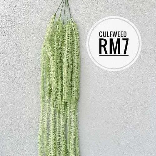 (SM) Flora - Culfweed