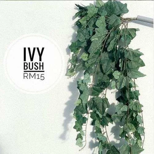 (SM) Flora - Ivy Bush