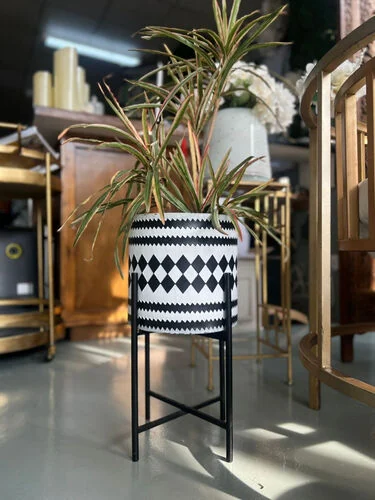 (SM) Madagascar with Pot & stand